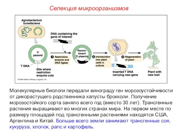 Селекция микроорганизмов Молекулярные биологи передали винограду ген морозоустойчивости от дикорастущего родственника