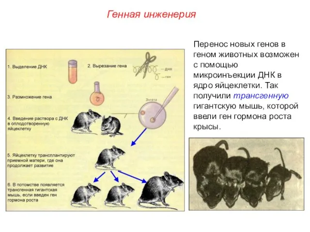 Перенос новых генов в геном животных возможен с помощью микроинъекции ДНК