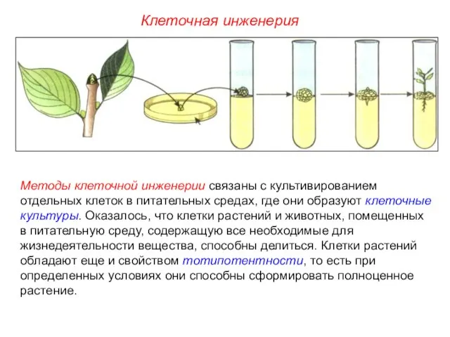 Методы клеточной инженерии связаны с культивированием отдельных клеток в питательных средах,