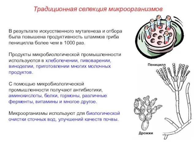 В результате искусственного мутагенеза и отбора была повышена продуктивность штаммов гриба