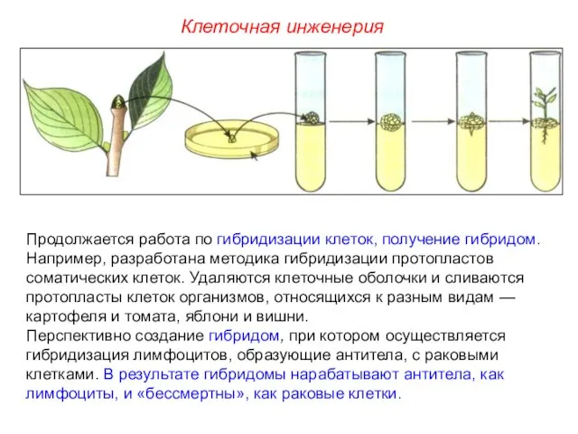 Продолжается работа по гибридизации клеток, получение гибридом. Например, разработана методика гибридизации