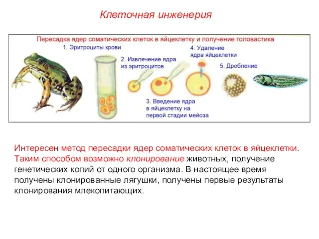 Интересен метод пересадки ядер соматических клеток в яйцеклетки. Таким способом возможно