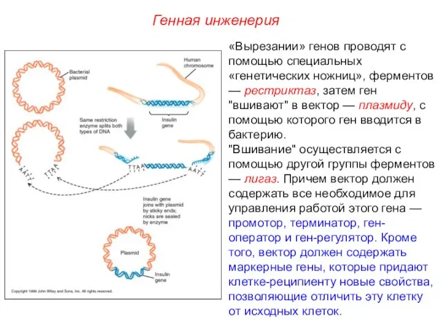 «Вырезании» генов проводят с помощью специальных «генетических ножниц», ферментов — рестриктаз,