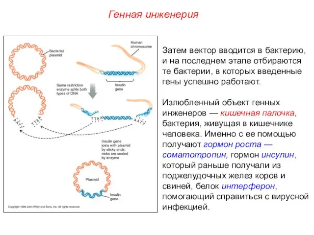 Затем вектор вводится в бактерию, и на последнем этапе отбираются те