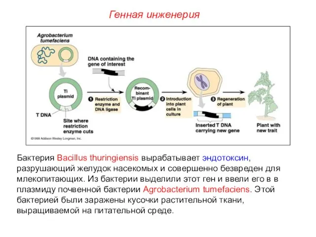 Бактерия Bacillus thuringiensis вырабатывает эндотоксин, разрушающий желудок насекомых и совершенно безвреден