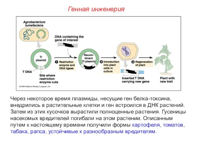 Через некоторое время плазмиды, несущие ген белка-токсина, внедрились в растительные клетки