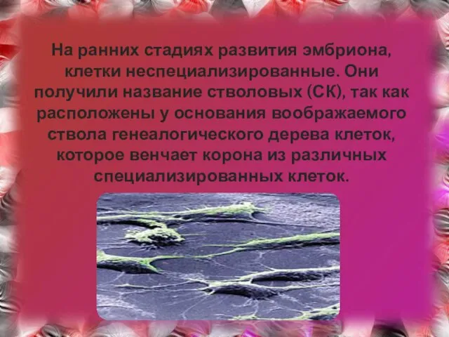 На ранних стадиях развития эмбриона, клетки неспециализированные. Они получили название стволовых