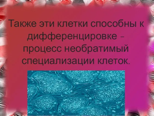 Также эти клетки способны к дифференцировке - процесс необратимый специализации клеток.