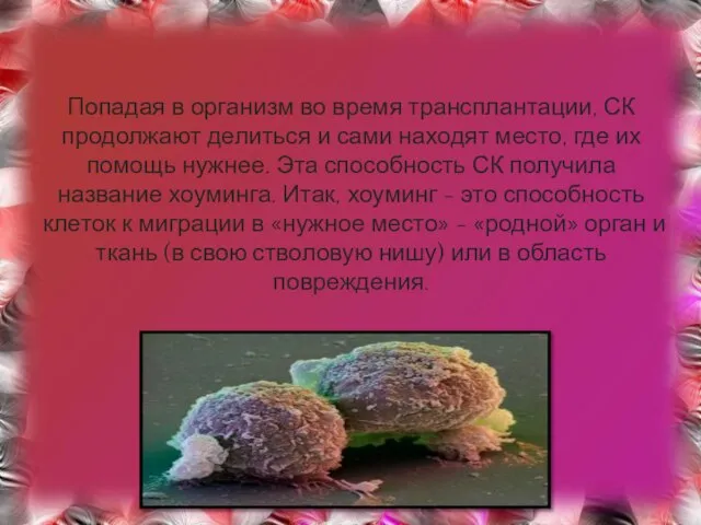 Попадая в организм во время трансплантации, СК продолжают делиться и сами