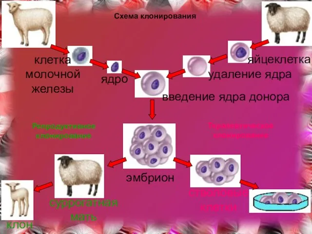 ядро эмбрион суррогатная мать клон стволовые клетки Репродуктивное клонирование Терапевтическое клонирование