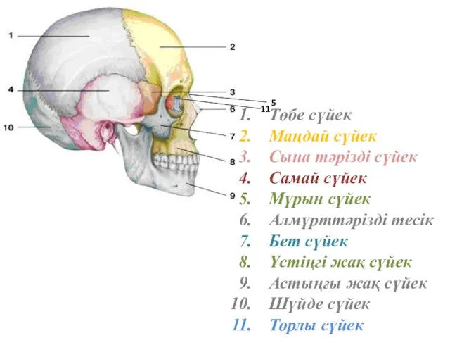 Төбе сүйек Маңдай сүйек Сына тәрізді сүйек Самай сүйек Мұрын сүйек