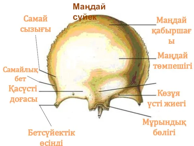 Маңдай қабыршағы Маңдай төмпешігі Мұрындық бөлігі Қасүсті доғасы Көзұя үсті жиегі