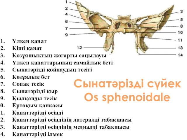 Үлкен қанат Кіші қанат Көзұяшықтың жоғарғы саңылауы Үлкен қанаттарының самайлық беті