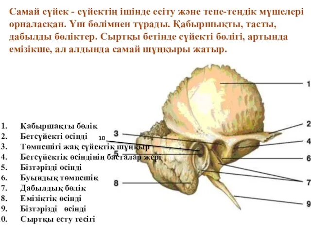 Қабыршақты бөлік Бетсүйекті өсінді Төмпешігі жақ сүйектік шұңқыр Бетсүйектік өсіндінің басталар