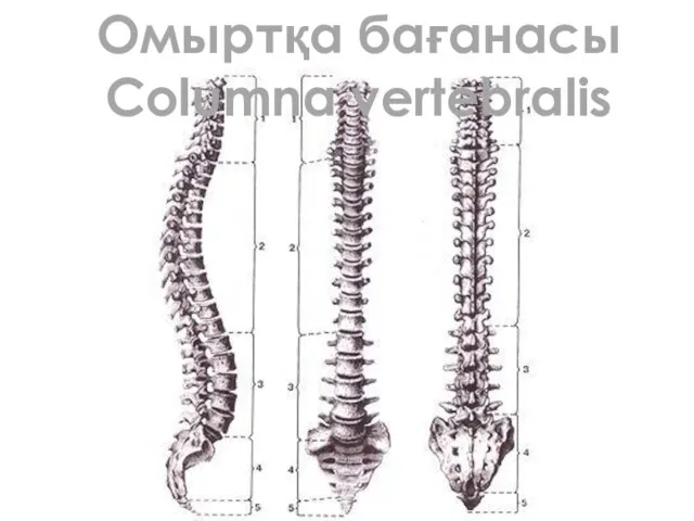 Омыртқа бағанасы Сolumna vertebralis