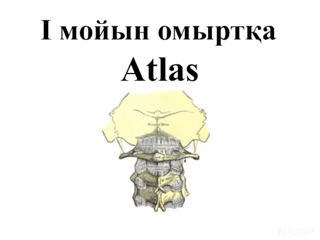 І мойын омыртқа Atlas НАЗИРА