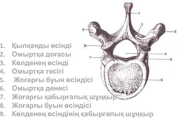 Қылқанды өсінді Омыртқа доғасы Көлденең өсінді Омыртқа тесігі Жоғарғы буын өсіндісі