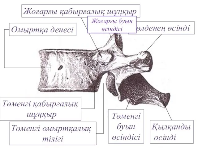 Омыртқа денесі Төменгі буын өсіндісі Қылқанды өсінді Төменгі қабырғалық шұңқыр Көлденең