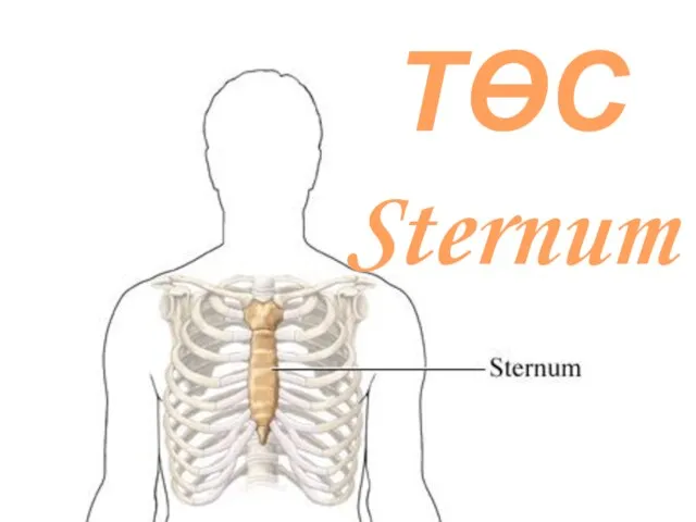 ТӨС Sternum