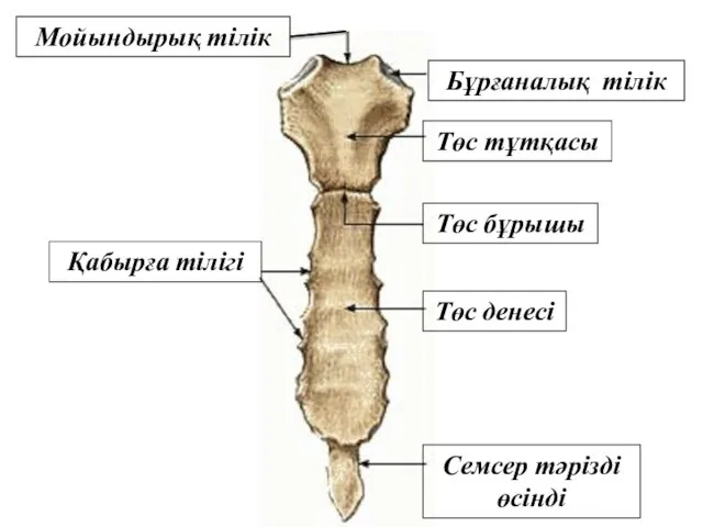 Төс бұрышы Төс денесі Семсер тәрізді өсінді Төс тұтқасы Бұрғаналық тілік Мойындырық тілік Қабырға тілігі