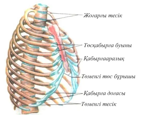 Жоғарғы тесік Төсқабырға буыны Қабырғааралық Төменгі төс бұрышы Қабырға доғасы Төменгі тесік