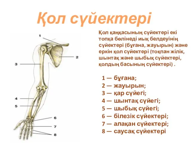 Қол сүйектері Қол қаңқасының сүйектері екі топқа бөлінеді иық белдеуінің сүйектері