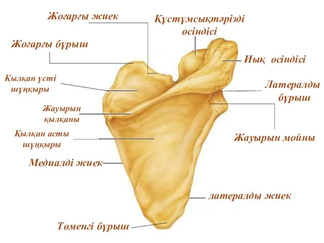 Жоғарғы жиек Жоғарғы бұрыш латералды жиек Медиалді жиек Латералды бұрыш Төменгі