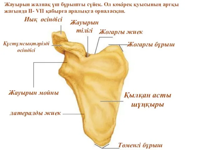 Жоғарғы жиек Жоғарғы бұрыш Жауырын тілігі Иық өсіндісі Құстұмсықтәрізді өсіндісі Қылқан