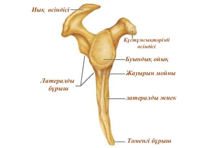 Иық өсіндісі Құстұмсықтәрізді өсіндісі латералды жиек Төменгі бұрыш Буындық ойық Латералды бұрыш Жауырын мойны