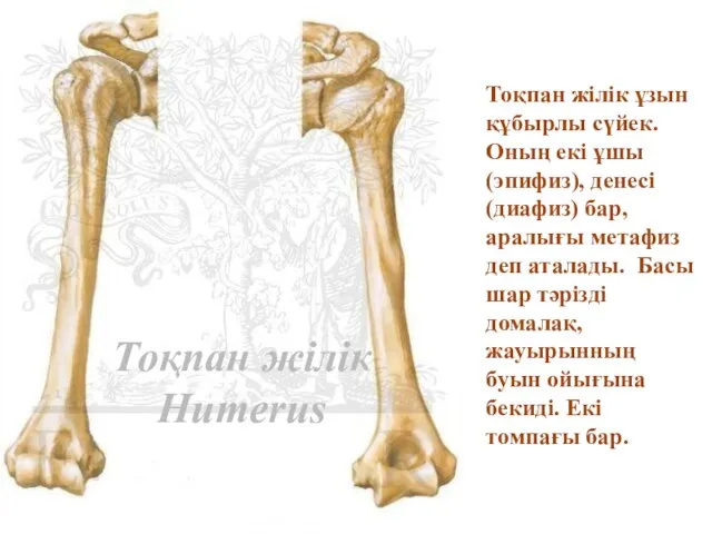 Тоқпан жілік Humerus Тоқпан жілік ұзын құбырлы сүйек. Оның екі ұшы