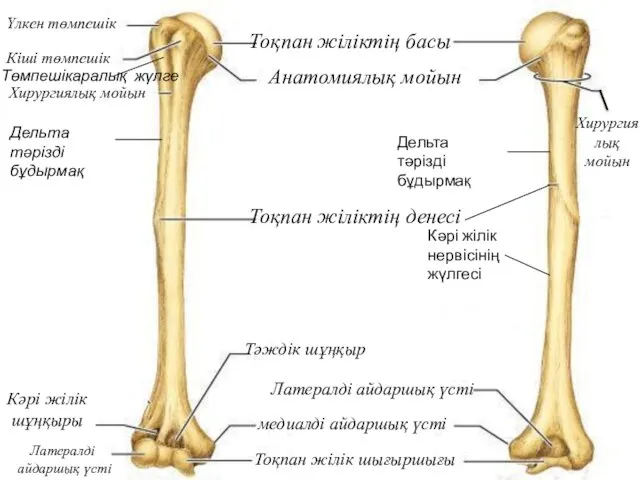 Үлкен төмпешік Кіші төмпешік Тоқпан жіліктің басы Анатомиялық мойын Тоқпан жіліктің