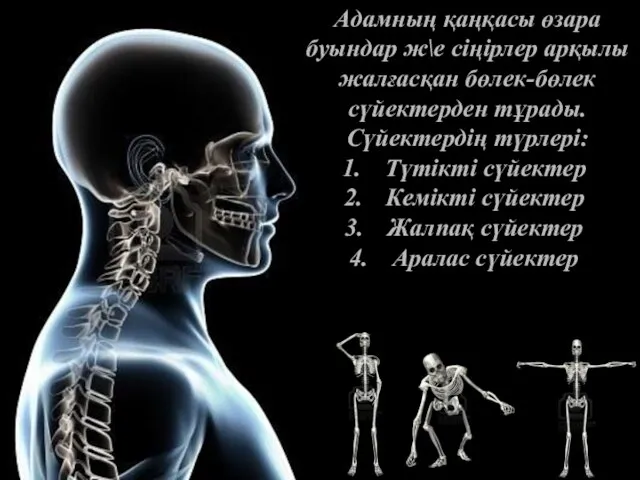 Адамның қаңқасы өзара буындар ж\е сіңірлер арқылы жалғасқан бөлек-бөлек сүйектерден тұрады.