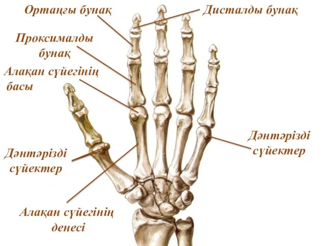 Алақан сүйегінің денесі Алақан сүйегінің басы Дәнтәрізді сүйектер Проксималды бунақ Ортаңғы бунақ Дисталды бунақ Дәнтәрізді сүйектер