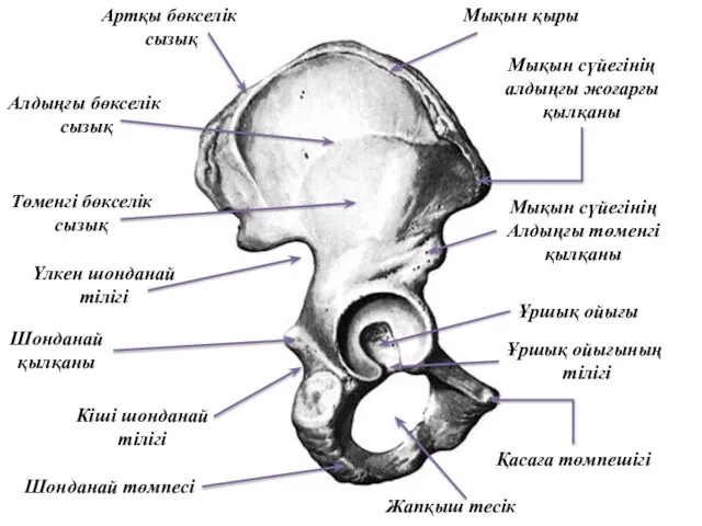 Мықын қыры Мықын сүйегінің алдыңғы жоғарғы қылқаны Ұршық ойығы Мықын сүйегінің