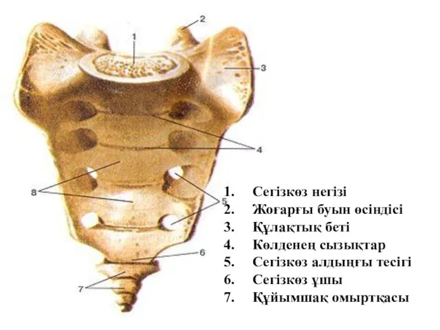 Сегізкөз негізі Жоғарғы буын өсіндісі Құлақтық беті Көлденең сызықтар Сегізкөз алдыңғы тесігі Сегізкөз ұшы Құйымшақ омыртқасы