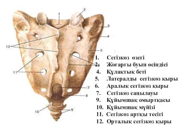 Сегізкөз өзегі Жоғарғы буын өсіндісі 4. Құлақтық беті Латералды сегізкөз қыры