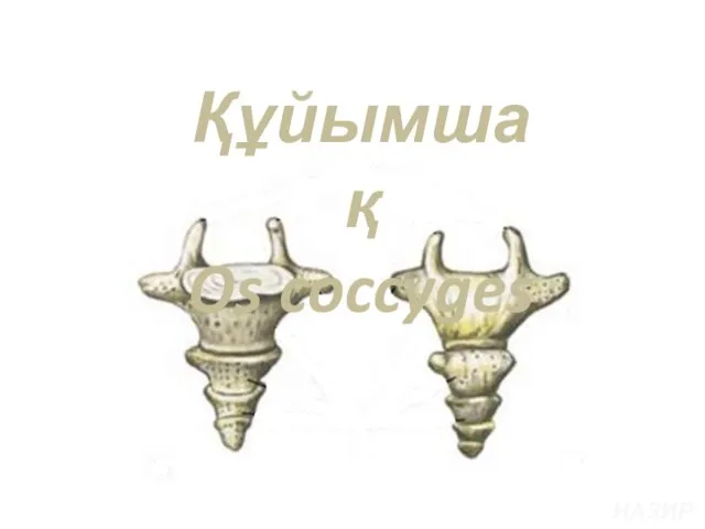 Құйымшақ Os coccyges НАЗИРА