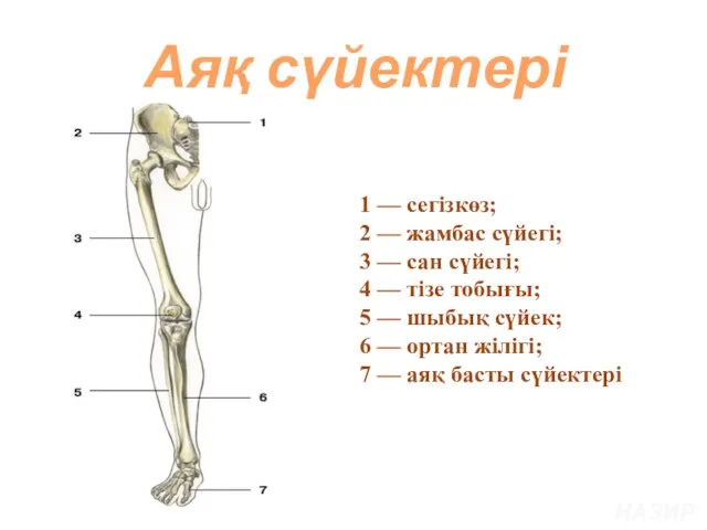 Аяқ сүйектері НАЗИРА 1 — сегізкөз; 2 — жамбас сүйегі; 3