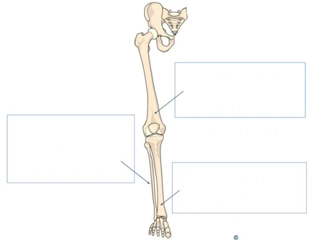 Ортан жілік Os femoris Асықты жілік Tibia Асықты жілік Шыбығы Fibula