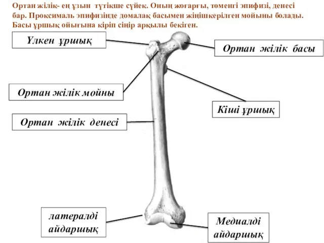 Медиалді айдаршық латералді айдаршық Кіші ұршық Ортан жілік денесі Үлкен ұршық