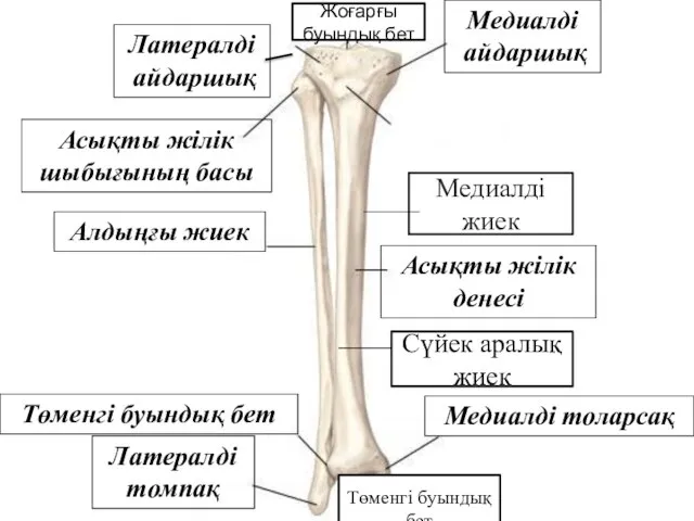 Асықты жілік шыбығының басы Латералді айдаршық Алдыңғы жиек Медиалді айдаршық Асықты