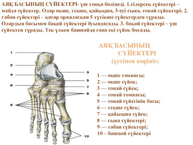 АЯҚ БАСЫНЫҢ СҮЙЕКТЕРІ- үш топқа бөлінеді. 1.тілерсек сүйектері – майда сүйектер.