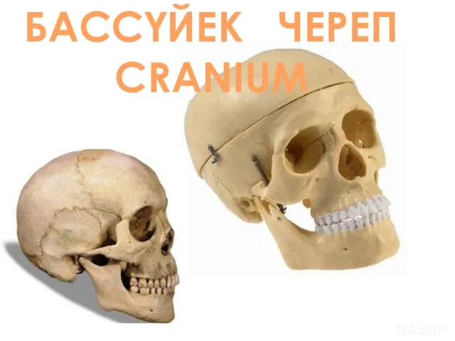 БАССҮЙЕК ЧЕРЕП CRANIUM НАЗИРА