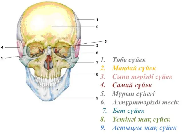 Төбе сүйек Маңдай сүйек Сына тәрізді сүйек Самай сүйек Мұрын сүйегі