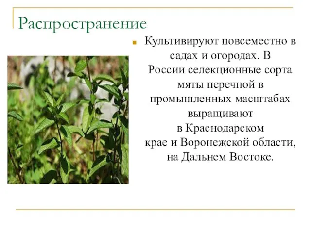 Культивируют повсеместно в садах и огородах. В России селекционные сорта мяты