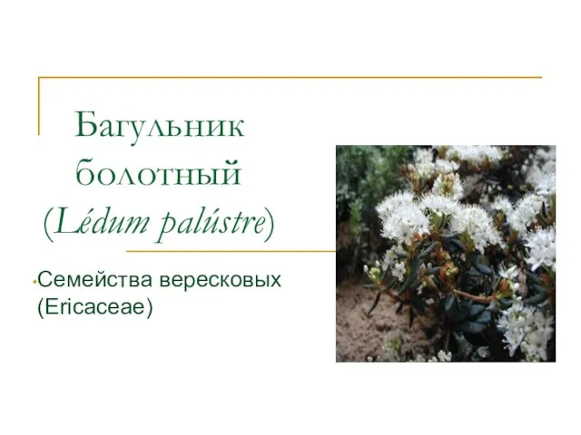 Багульник болотный (Lédum palústre) Семейства вересковых (Ericaceae)