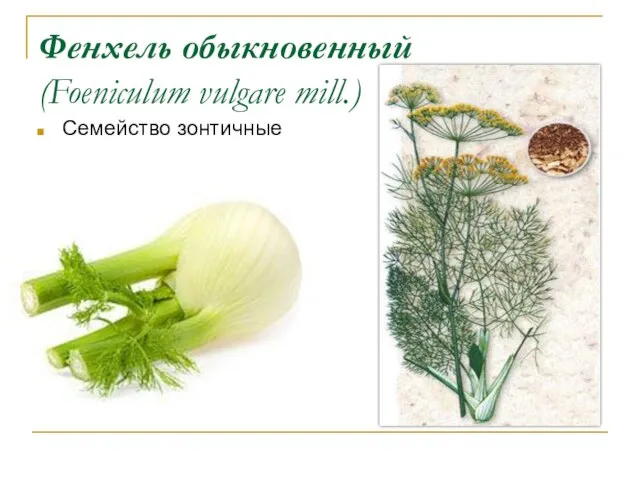 Фенхель обыкновенный (Foeniculum vulgare mill.) Семейство зонтичные