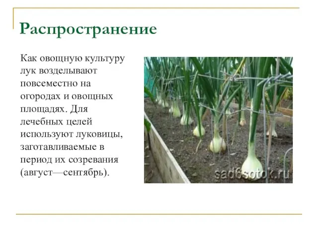 Распространение Как овощную культуру лук возделывают повсеместно на огородах и овощных