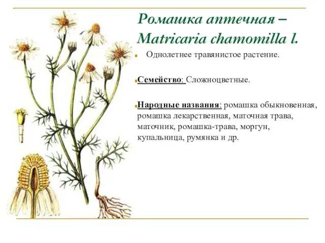 Ромашка аптечная – Matricaria chamomilla l. Однолетнее травянистое растение. Семейство: Сложноцветные.