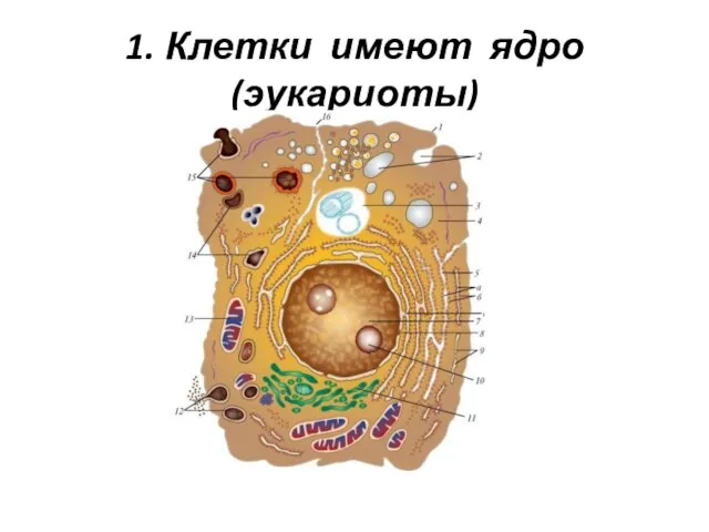 1. Клетки имеют ядро (эукариоты)